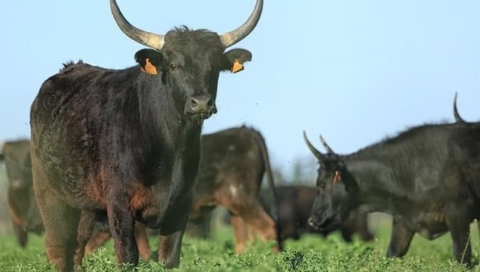 235637092 10227463296751273 6696546886395618388 n