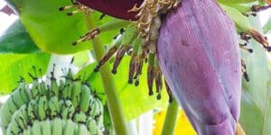 உடல் ஆரோக்கியம் பெற ரகசிய குறிப்புக்கள் 8 banana 1