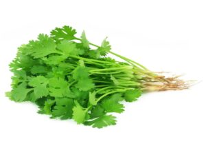 coriander leaves
