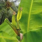 வாழைப்பூ வராமல் வாழை குலை போட்ட அதிசயம்!!