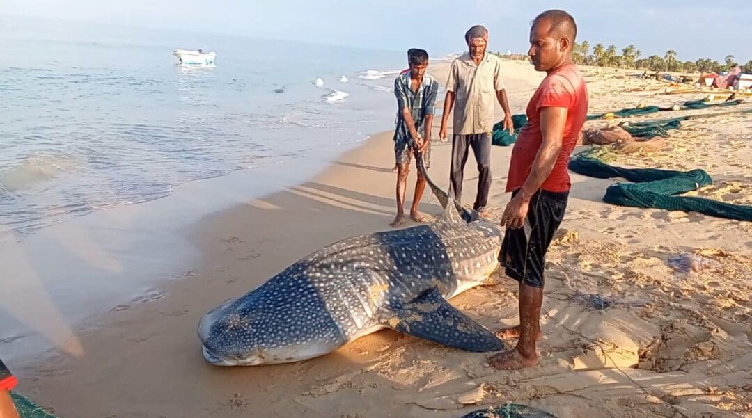 கோமராசி மீன்