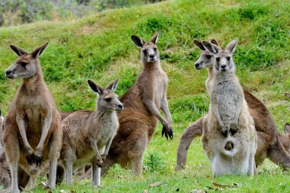 kangaroos j