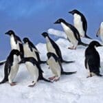 penguins