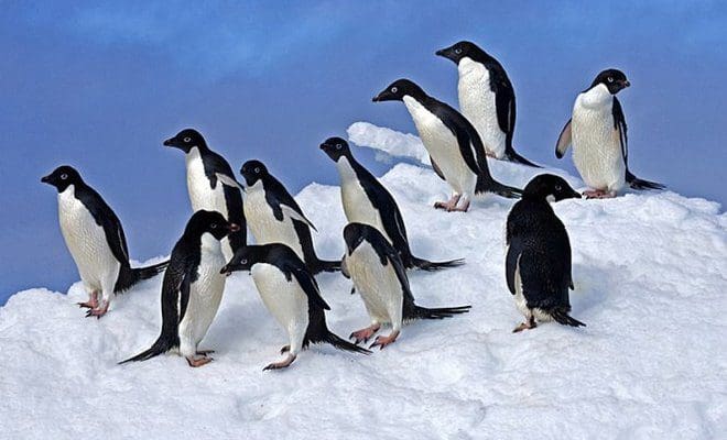 penguins