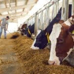 stock photo animal farm