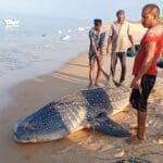 கோமராசி மீன்