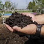 சீன பசளைd