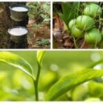 தேயிலை தென்னை இறப்பர் 555