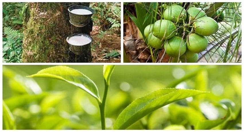 தேயிலை தென்னை இறப்பர் 555