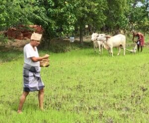 ஏர்பூட்டி வயல் உழுத சுமந்திரன் எம்.பி. 7 aaaa