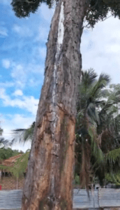 21 61810b8e78aae00000