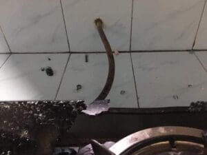 261024777 2114071555418592 6795333091798951794 n