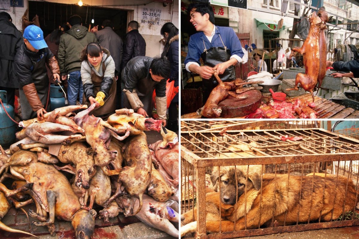 Dog meat