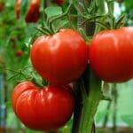 How to Grow Tomatoes Cover