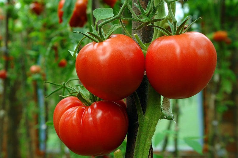 How to Grow Tomatoes Cover