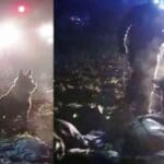 Refugees leave the dog to bite