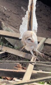 தகர்க்கப்பட்ட பாரிய நீர்த்தாங்கி: அரிய வகை உயிரினம் மீட்பு! 7 WhatsApp Image 2021 11 15 at 6.15.30 PM