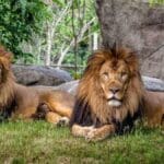 lions covid