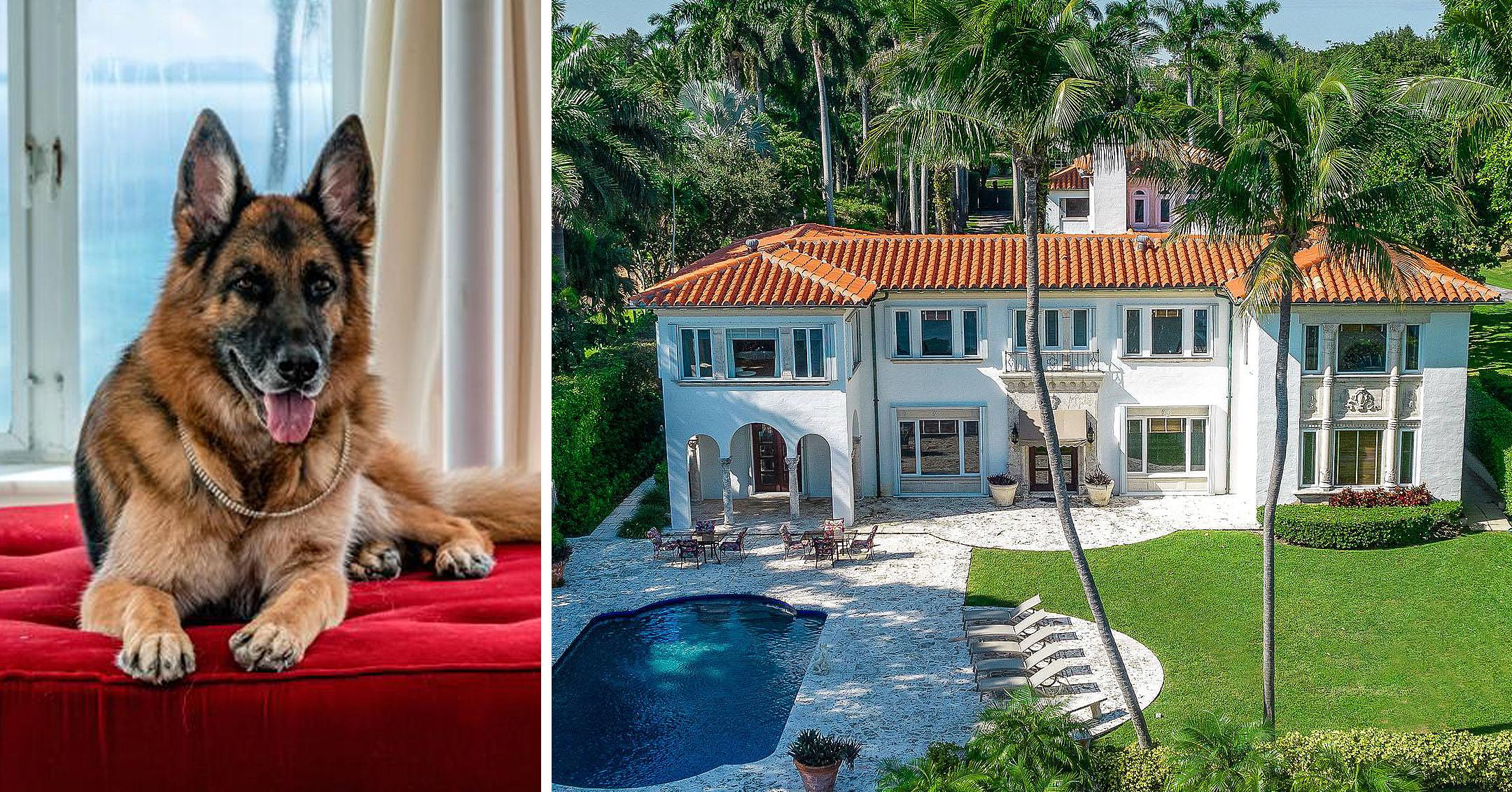 world richest dog german shepherd gunther iv selling madonna miami mansion one million dollars mh 1637266360889