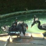 1638851331 5918735 hirunews