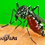 Malaria 1