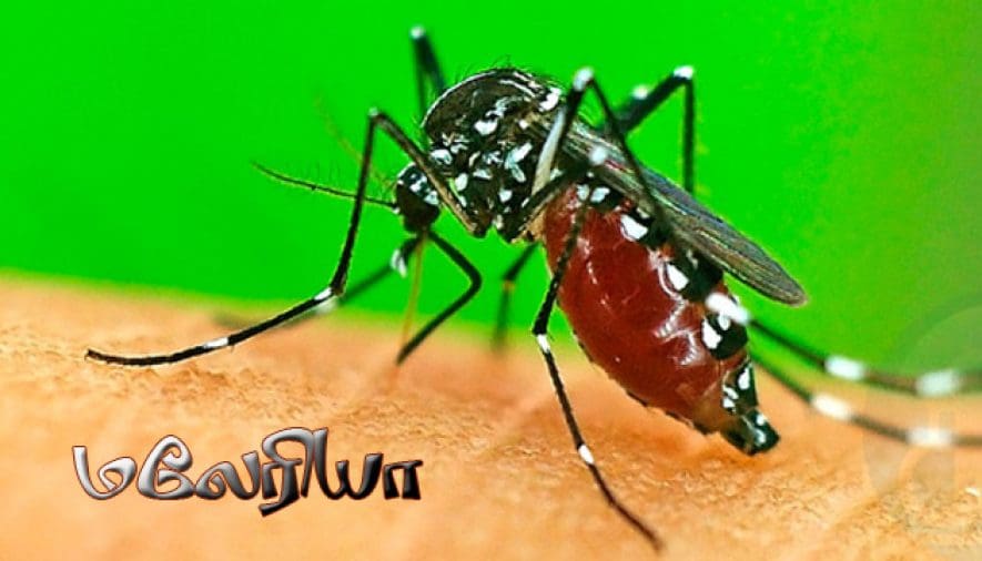 Malaria 1