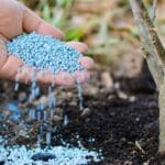 Organic Fertilizer