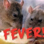 Rat Fever