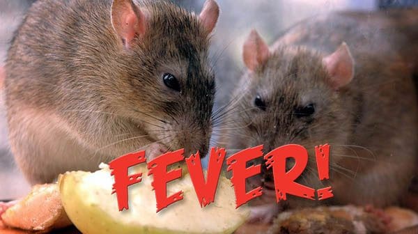 Rat Fever