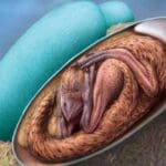 dinosaur egg and embryo