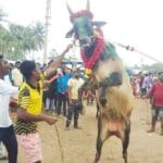 202101180802572876 Bullfighting on the occasion of Pongal festival at 3 places SECVPF