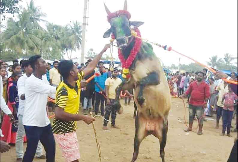 202101180802572876 Bullfighting on the occasion of Pongal festival at 3 places SECVPF