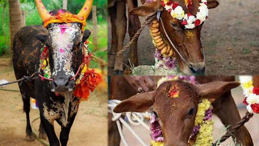 Cow Pongal