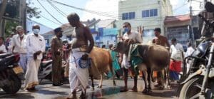 Cow pongal 1 1