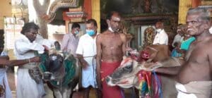 Cow pongal 2