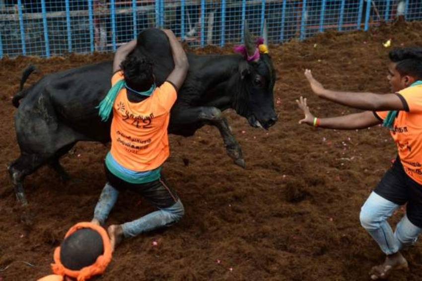 Jallikattu