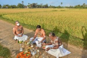 நல்லூர்க் கந்தன் ஆலயத்தில் நெற்புதிர் அறுவடை 3 Nallur