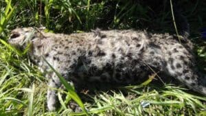 சிறுத்தையின் சடலம் மீட்பு (படங்கள்) 5 Tiger 01