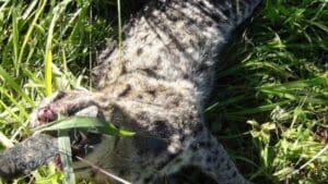 சிறுத்தையின் சடலம் மீட்பு (படங்கள்) 4 Tiger 02