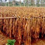 afc7bfa3ffe3a811c10d2a99a13c93fb XL