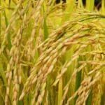 depositphotos 94240270 stock photo ripening rice in a paddy