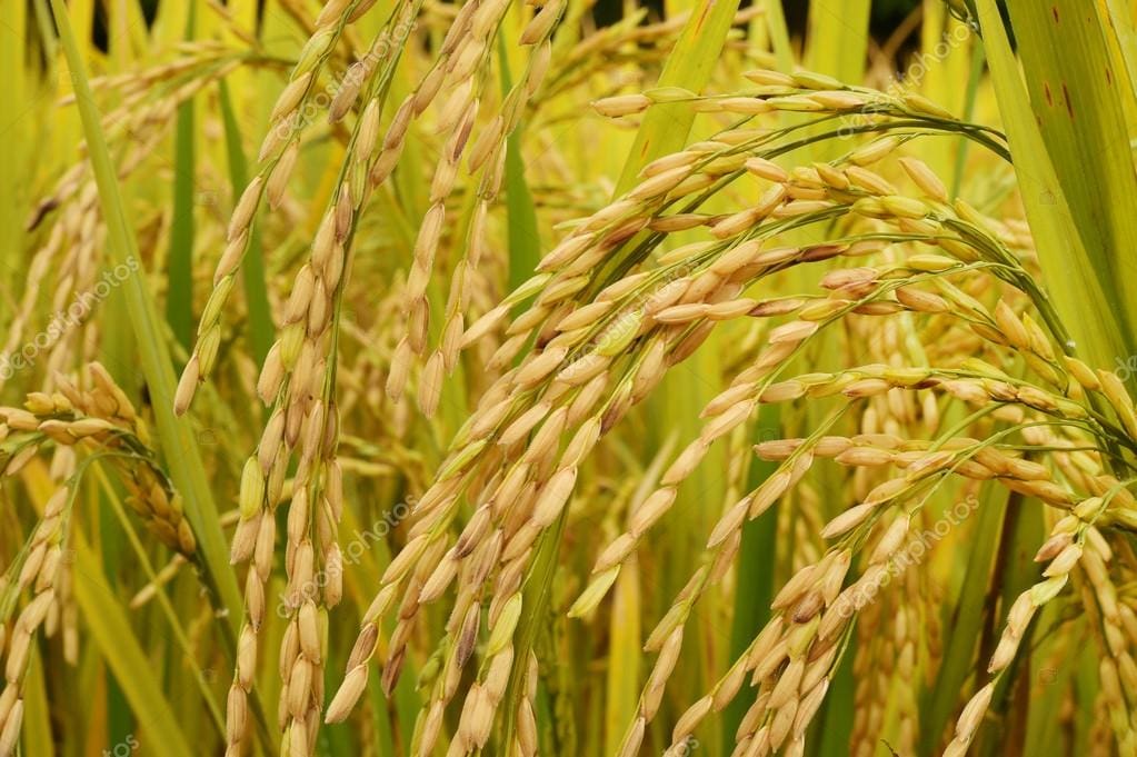 depositphotos 94240270 stock photo ripening rice in a paddy