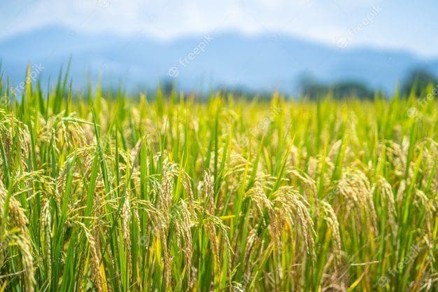 ripe rice paddy field background 127755 665