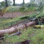 1644737238 elephant 2