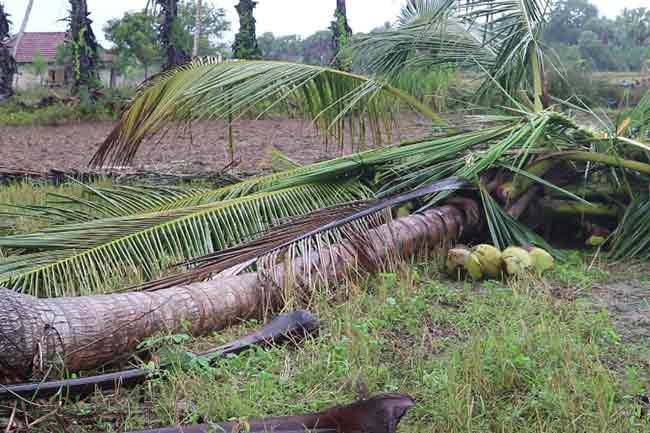 1644737238 elephant 2