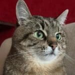 275297579 10228790401608065 8120308010169124370 n