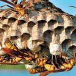 குளவி கொட்டி