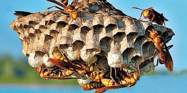 குளவி கொட்டி