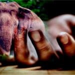 யானை தாக்கி குடும்பப் பெண் பரிதாப மரணம்