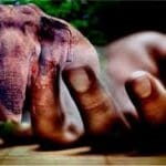 யானை தாக்கி விவசாயி